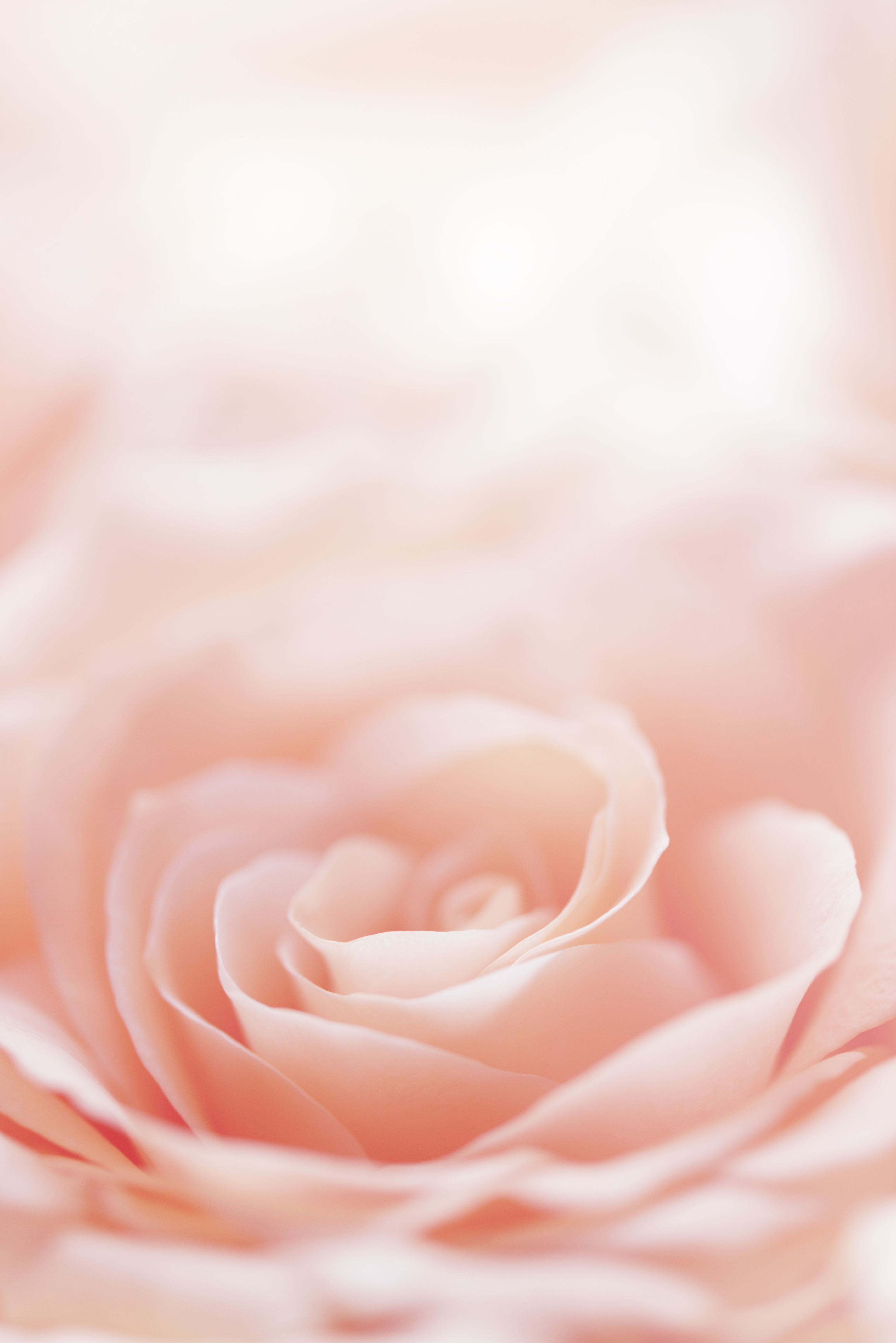 rose flower background